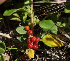 Tetragonia implexicoma