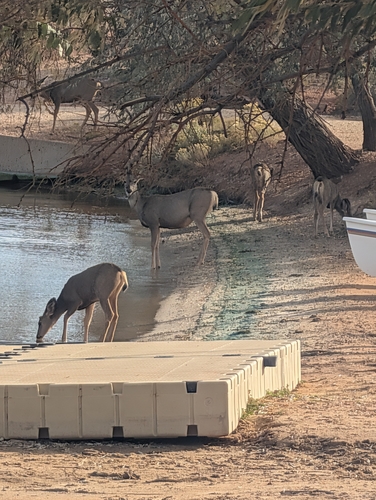 Mule Deer