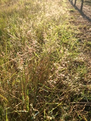 Melinis repens repens