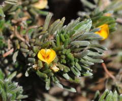 Pultenaea canaliculata