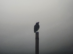 Acridotheres cristatellus formosanus