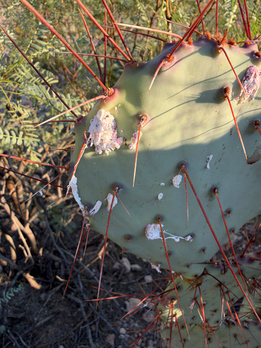 Cactus Scattered Cochineal photo 6