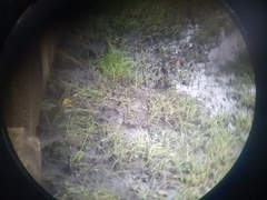 Acridotheres cristatellus formosanus