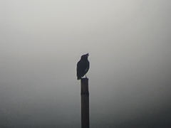 Acridotheres cristatellus formosanus