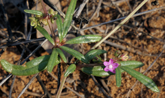 Gisekia pharnaceoides