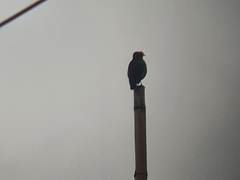 Acridotheres cristatellus formosanus