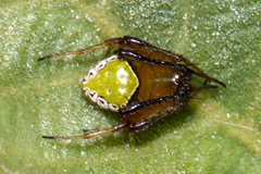 Araneus viridiventris