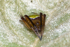 Araneus viridiventris