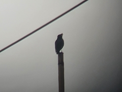 Acridotheres cristatellus formosanus