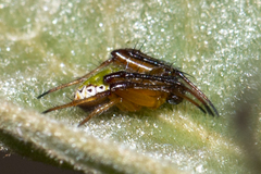 Araneus viridiventris