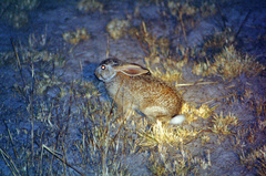Lepus victoriae