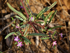 Gisekia pharnaceoides