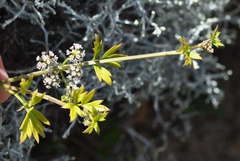 Apium prostratum filiforme