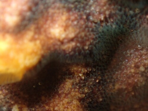 Schizoporella errata observed 2026-10-02