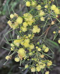 Acacia genistifolia