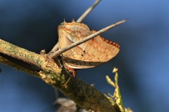 Charaxes macclounii macclounii