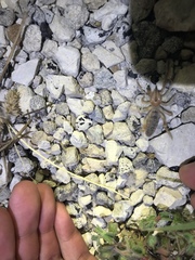 Eremobatinae