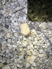 Eremobatinae