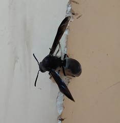 Xenorhynchium nitidulum