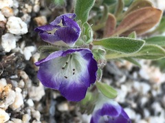 Phacelia davidsonii