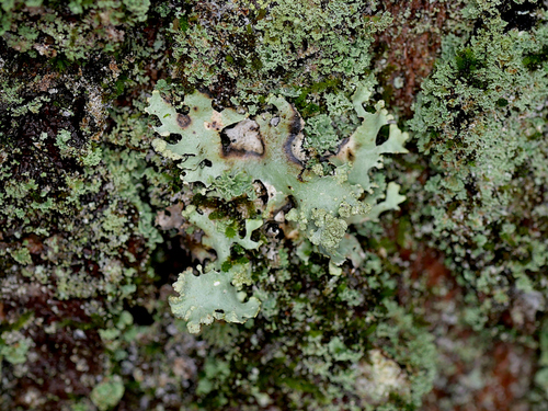 Parmotrema reticulatum observed 2026-10-02