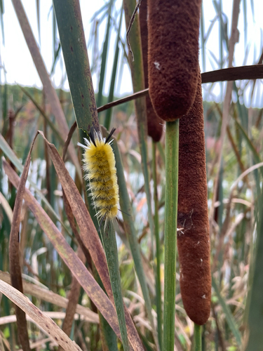 Banded Tussock Moth