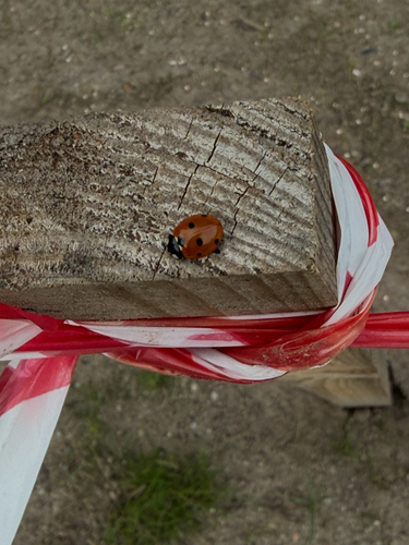 Seven-spotted Lady Beetle