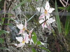 Oncidium alexandrae