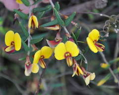 Bossiaea cinerea