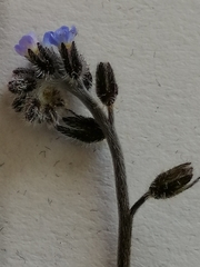 Myosotis ramosissima