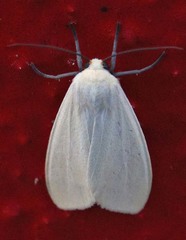 Pygarctia flavidorsalis