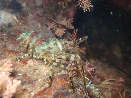 Saron marmoratus observed 2026-09-28