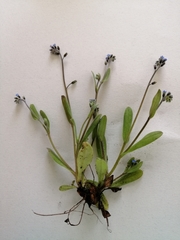 Myosotis ramosissima