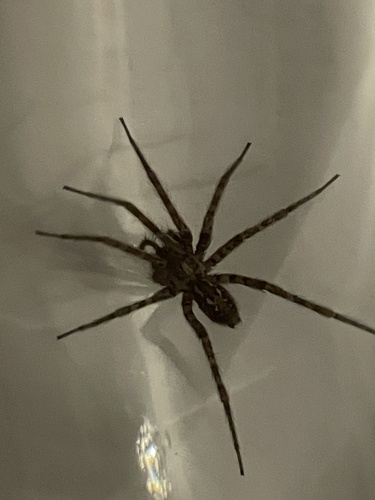 Charcoal Spider