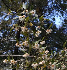 Atherosperma moschatum moschatum