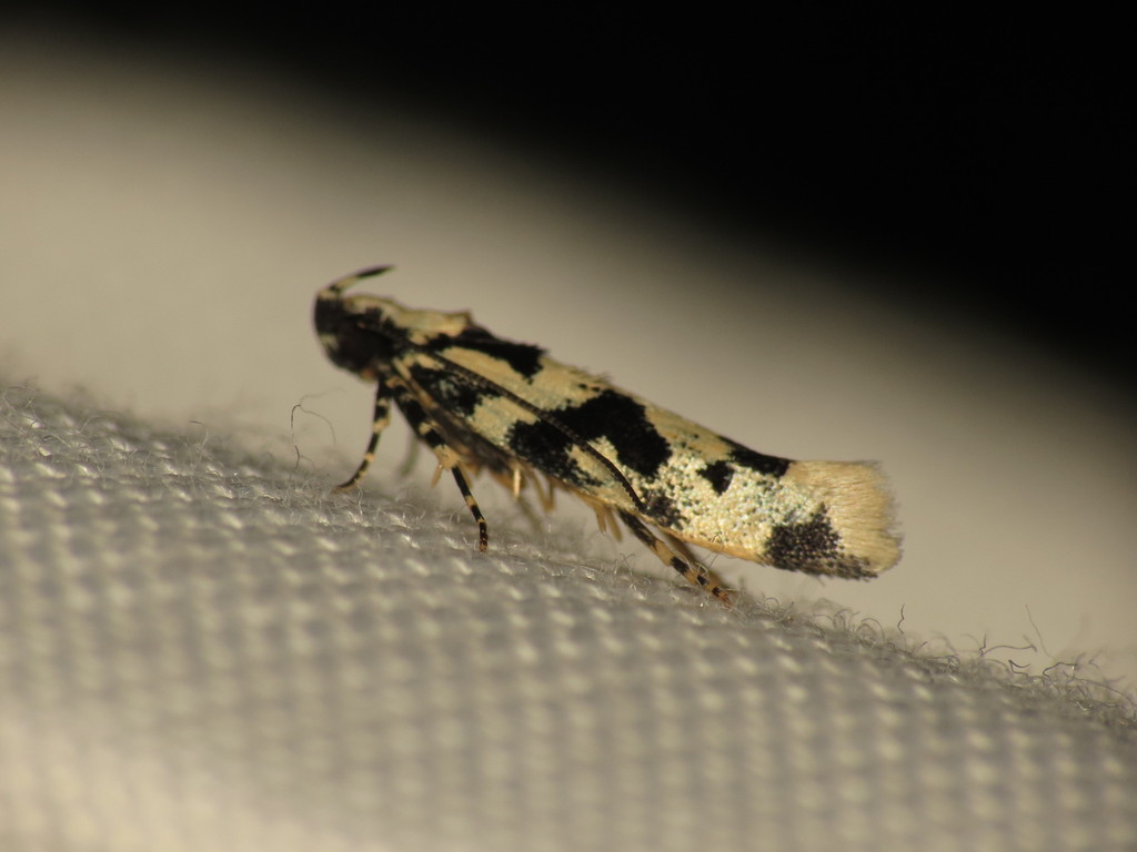 Hyposmocoma alliterata