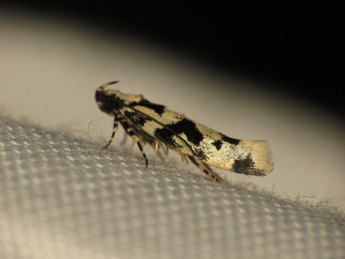 Hyposmocoma alliterata