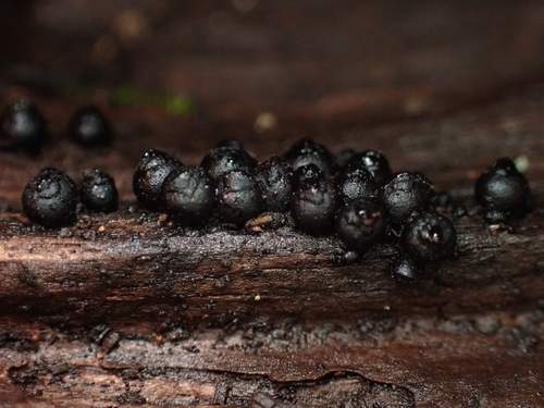 Xenolophium in life