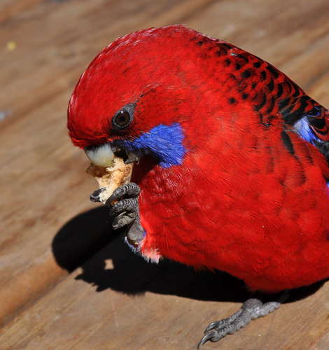 Common Crimson Rosella