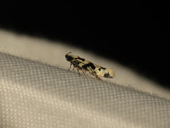 Hyposmocoma alliterata