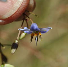 Dianella callicarpa