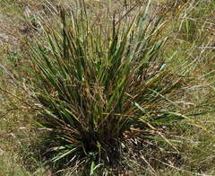 Dianella callicarpa