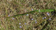 Dianella callicarpa