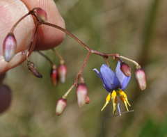 Dianella callicarpa