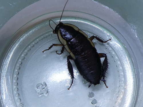 Photo of Gisborne Cockroach (Drymaplaneta semivitta)