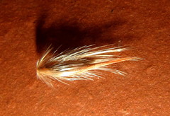 Melinis repens repens