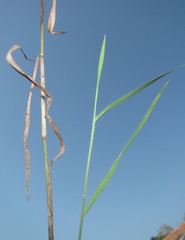 Melinis repens repens