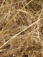 Melanargia titea