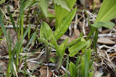 Saussurea pseudotilesii