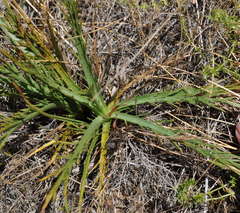 Eryngium vesiculosum